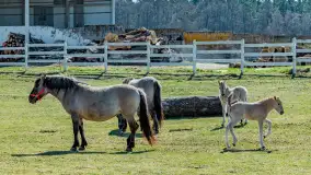 Koniki Polskie w Stacji Badawczej w Popielnie, kwiecień 2026 r. - zdjęcie 27