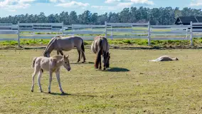 Koniki Polskie w Stacji Badawczej w Popielnie, kwiecień 2026 r. - zdjęcie 35