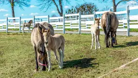 Koniki Polskie w Stacji Badawczej w Popielnie, kwiecień 2026 r. - zdjęcie 26