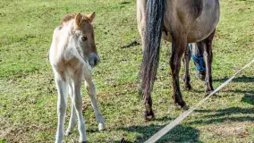 Koniki Polskie w Stacji Badawczej w Popielnie, kwiecień 2026 r. - zdjęcie 62