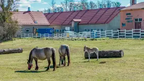 Koniki Polskie w Stacji Badawczej w Popielnie, kwiecień 2026 r. - zdjęcie 48