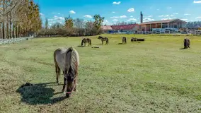Koniki Polskie w Stacji Badawczej w Popielnie, kwiecień 2026 r. - zdjęcie 55