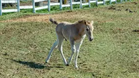 Koniki Polskie w Stacji Badawczej w Popielnie, kwiecień 2026 r. - zdjęcie 61