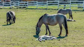 Koniki Polskie w Stacji Badawczej w Popielnie, kwiecień 2026 r. - zdjęcie 38