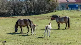 Koniki Polskie w Stacji Badawczej w Popielnie, kwiecień 2026 r. - zdjęcie 63