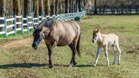 Koniki Polskie w Stacji Badawczej w Popielnie, kwiecień 2026 r. - zdjęcie 50