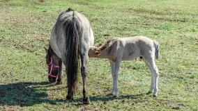 Koniki Polskie w Stacji Badawczej w Popielnie, kwiecień 2026 r. - zdjęcie 52