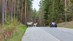 Koniki Polskie w Puszczy Piskiej, kwiecień 2026 r. - zdjęcie 6