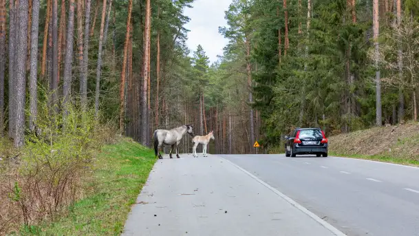 Koniki Polskie w Puszczy Piskiej, kwiecień 2026 r. - zdjęcie 6