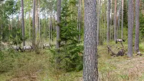 Koniki Polskie w Puszczy Piskiej, kwiecień 2026 r. - zdjęcie 7