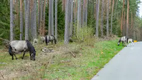 Koniki Polskie w Puszczy Piskiej, kwiecień 2026 r. - zdjęcie 29