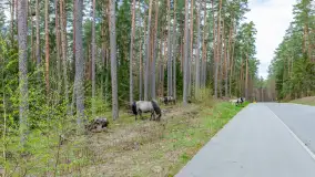 Koniki Polskie w Puszczy Piskiej, kwiecień 2026 r. - zdjęcie 20