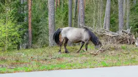 Koniki Polskie w Puszczy Piskiej, kwiecień 2026 r. - zdjęcie 15