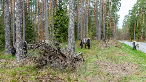 Koniki Polskie w Puszczy Piskiej, kwiecień 2026 r. - zdjęcie 11