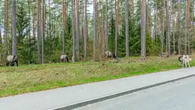 Koniki Polskie w Puszczy Piskiej, kwiecień 2026 r. - zdjęcie 27