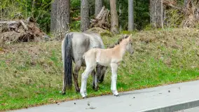 Koniki Polskie w Puszczy Piskiej, kwiecień 2026 r. - zdjęcie 19