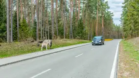 Koniki Polskie w Puszczy Piskiej, kwiecień 2026 r. - zdjęcie 23