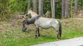 Koniki Polskie w Puszczy Piskiej, kwiecień 2026 r. - zdjęcie 26