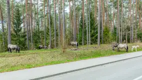 Koniki Polskie w Puszczy Piskiej, kwiecień 2026 r. - zdjęcie 16