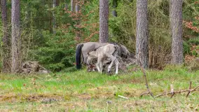 Koniki Polskie w Puszczy Piskiej, kwiecień 2026 r. - zdjęcie 17