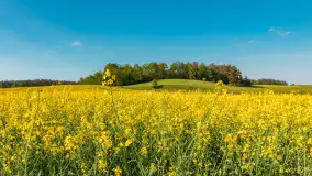 Mazurskie pola i łąki pełne rzepaku, maj 2026 r. - zdjęcie 17