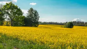 Mazurskie pola i łąki pełne rzepaku, maj 2026 r. - zdjęcie 18