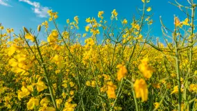 Mazurskie pola i łąki pełne rzepaku, maj 2026 r. - zdjęcie 10