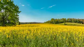 Mazurskie pola i łąki pełne rzepaku, maj 2026 r. - zdjęcie 13