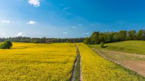 Mazury żółto - zielono - niebieskie, czyli pola i łąki pełne rzepaku, maj 2026 r. - zdjęcie 6