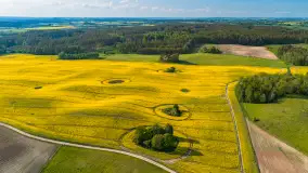 Mazury żółto - zielono - niebieskie, czyli pola i łąki pełne rzepaku, maj 2026 r. - zdjęcie 19