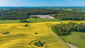Mazury żółto - zielono - niebieskie, czyli pola i łąki pełne rzepaku, maj 2026 r. - zdjęcie 43