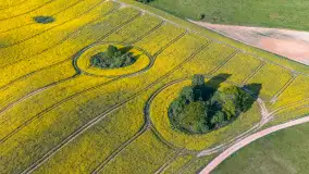 Mazury żółto - zielono - niebieskie, czyli pola i łąki pełne rzepaku, maj 2026 r. - zdjęcie 32