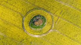 Mazury żółto - zielono - niebieskie, czyli pola i łąki pełne rzepaku, maj 2026 r. - zdjęcie 3