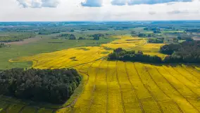 Mazury żółto - zielono - niebieskie, czyli pola i łąki pełne rzepaku, maj 2026 r. - zdjęcie 23