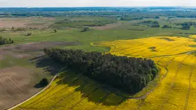 Mazury żółto - zielono - niebieskie, czyli pola i łąki pełne rzepaku, maj 2026 r. - zdjęcie 9