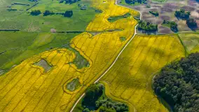 Mazury żółto - zielono - niebieskie, czyli pola i łąki pełne rzepaku, maj 2026 r. - zdjęcie 17