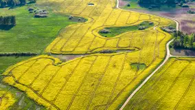 Mazury żółto - zielono - niebieskie, czyli pola i łąki pełne rzepaku, maj 2026 r. - zdjęcie 34