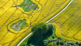 Mazury żółto - zielono - niebieskie, czyli pola i łąki pełne rzepaku, maj 2026 r. - zdjęcie 7