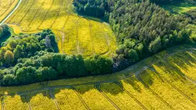 Mazury żółto - zielono - niebieskie, czyli pola i łąki pełne rzepaku, maj 2026 r. - zdjęcie 28