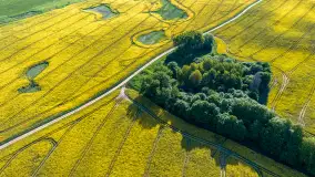 Mazury żółto - zielono - niebieskie, czyli pola i łąki pełne rzepaku, maj 2026 r. - zdjęcie 15