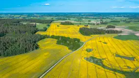 Mazury żółto - zielono - niebieskie, czyli pola i łąki pełne rzepaku, maj 2026 r. - zdjęcie 10