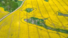 Mazury żółto - zielono - niebieskie, czyli pola i łąki pełne rzepaku, maj 2026 r. - zdjęcie 21