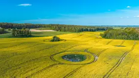 Mazury żółto - zielono - niebieskie, czyli pola i łąki pełne rzepaku, maj 2026 r. - zdjęcie 13