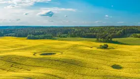 Mazury żółto - zielono - niebieskie, czyli pola i łąki pełne rzepaku, maj 2026 r. - zdjęcie 45