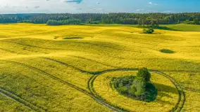 Mazury żółto - zielono - niebieskie, czyli pola i łąki pełne rzepaku, maj 2026 r. - zdjęcie 25