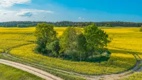 Mazury żółto - zielono - niebieskie, czyli pola i łąki pełne rzepaku, maj 2026 r. - zdjęcie 30