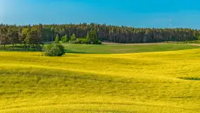 Mazury żółto - zielono - niebieskie, czyli pola i łąki pełne rzepaku, maj 2026 r. - zdjęcie 42