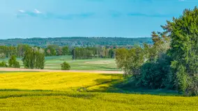 Mazury żółto - zielono - niebieskie, czyli pola i łąki pełne rzepaku, maj 2026 r. - zdjęcie 38