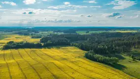 Mazury żółto - zielono - niebieskie, czyli pola i łąki pełne rzepaku, maj 2026 r. - zdjęcie 33