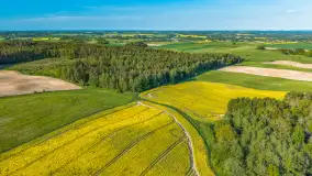 Mazury żółto - zielono - niebieskie, czyli pola i łąki pełne rzepaku, maj 2026 r. - zdjęcie 41